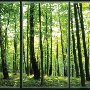 Posters Fototapeta Forest Trees Green Nature 152.5x104 cm - 130g/m2 Vlies Non-Woven - Posters